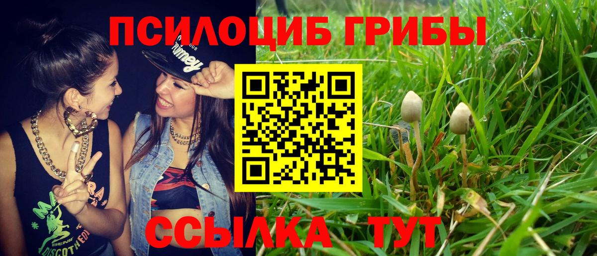 Павловский Посад  Галлюциногенные грибы Psilocybine cubensis  Вход с VPN 